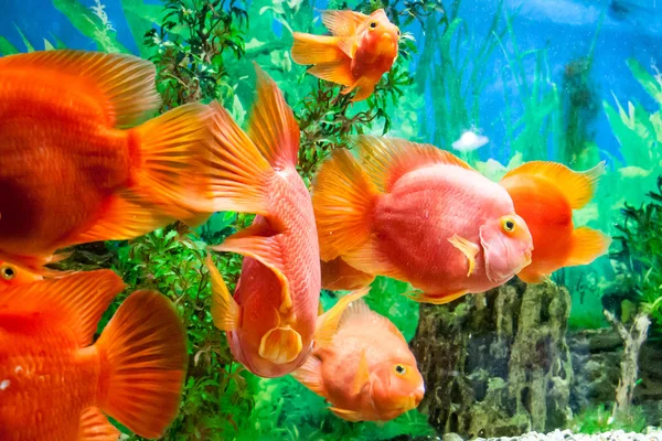Плаваючі риби в акваріумі — стокове фото