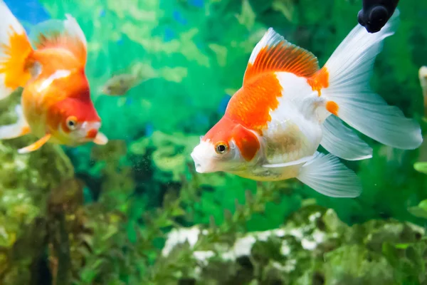 Floating fishes in an aquarium Stock Picture