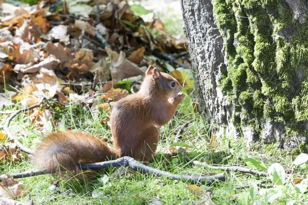 Prachtige eekhoorn tegen een groen gras — Stockfoto