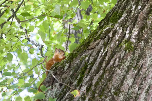 Schöne Eichhörnchen gegen ein grünes Gras — Stockfoto