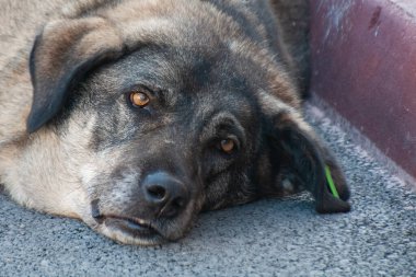 Sıcak bir yaz gününde açık havada, gölgede uyuyan bir köpek.