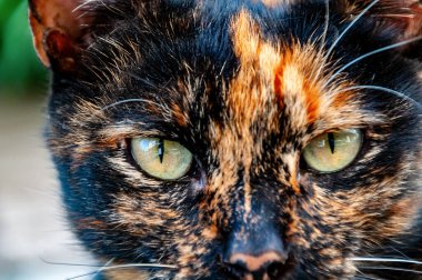 Güzel bir kedinin anlamlı gözleri. Yakın plan, portre.