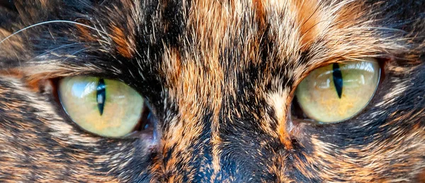 Выразительные Глаза Красивой Кошки Крупным Планом Портрет — стоковое фото