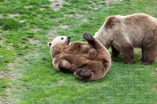 Urso que rola em uma grama — Fotografia de Stock