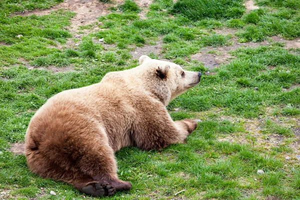 Urso que rola em uma grama — Fotografia de Stock