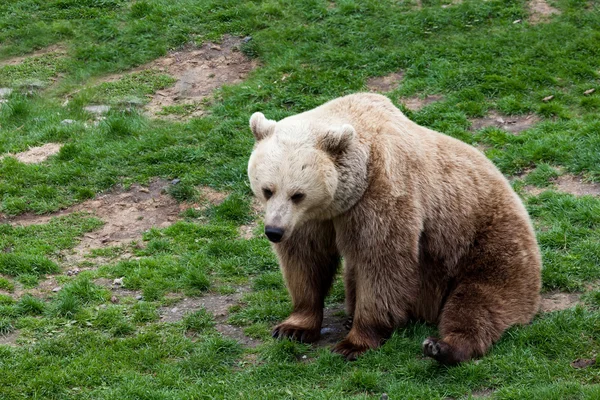 Urso que rola em uma grama — Fotografia de Stock