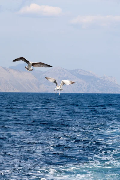 Two seagulls soaring over the sea — Stock Photo, Image