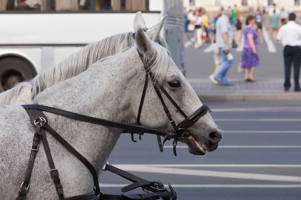 Team der Pferde, die am Nachmittag durch die Stadt laufen — Stockfoto