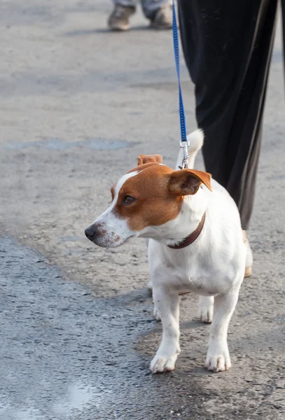 Jack Russell Terrier gå på en ledning med ägaren — Stockfoto