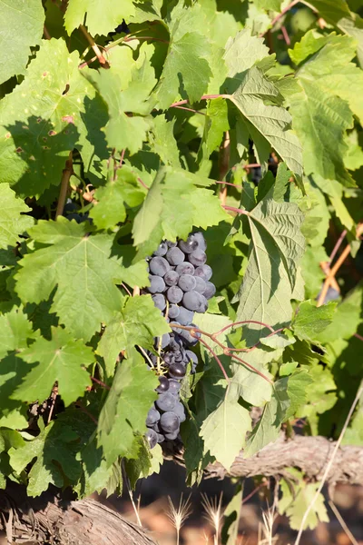 Klastry winogron zwisające wśród liści — Zdjęcie stockowe