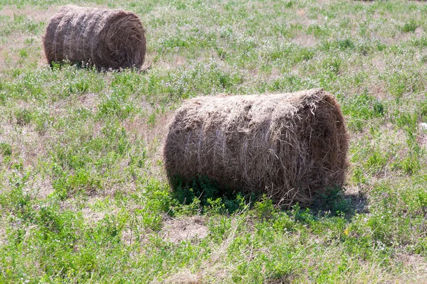 干草堆在田野里, 夏天的日子 — 图库照片