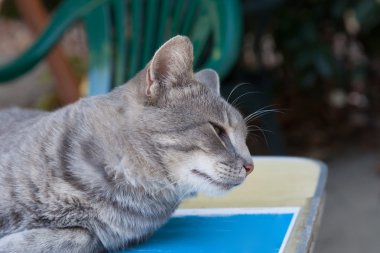 güzel bir genç dumanlı kedi portresi