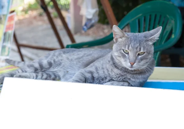 Portret van een mooie jonge rokerige kat — Stockfoto