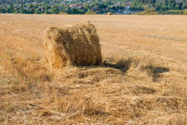 Засеянное поле с соломенными тюками сено-ролл летом — стоковое фото