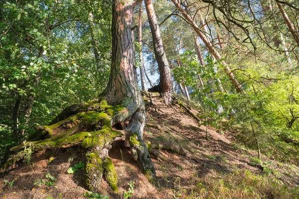 Il sistema radicale di una vecchia pineta sulla collina — Foto Stock