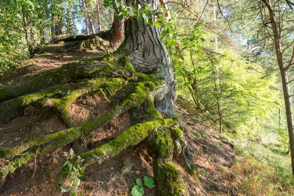 El sistema de raíces de un antiguo bosque de pinos en la ladera — Foto de Stock