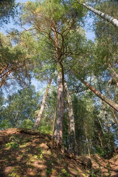 Hermoso soporte de pino en la orilla alta del río — Foto de Stock