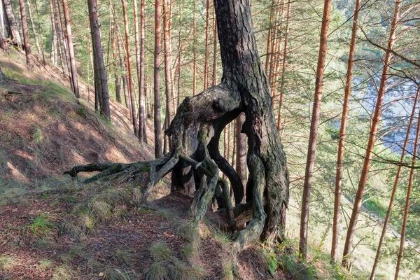 Il sistema radicale di una vecchia pineta sulla collina — Foto Stock