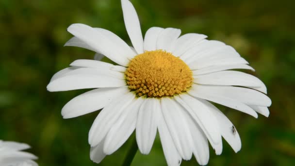 Wild chamomile flower on a field on a sunny day — Stock Video