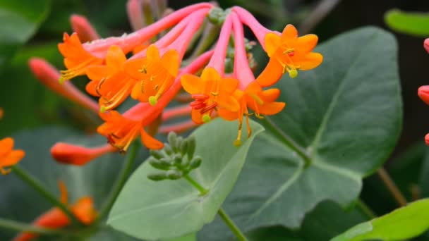 Flores Madreselva Marrón — Vídeos de Stock