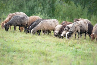 koyun otlatma çim arazi üzerinde