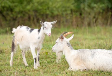 küçük çocuk annesi hakkında