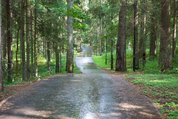 Strada asfaltata attraverso la foresta dopo la pioggia — Foto Stock