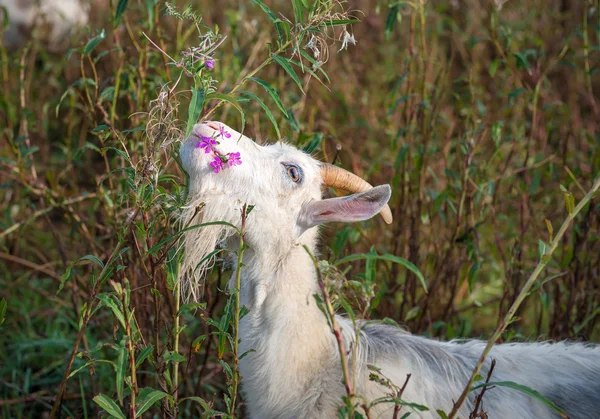 Cabra comendo flores de grama — Fotografia de Stock