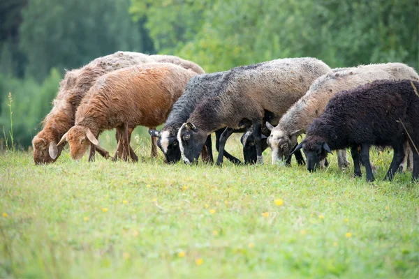 Овцы пасутся на траве — стоковое фото