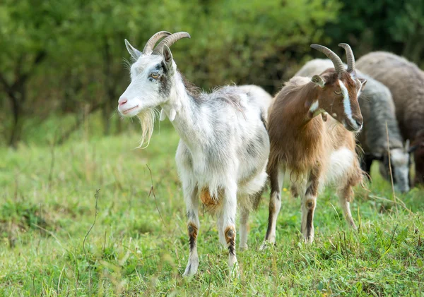 Goats and sheep grazing — Stock Photo, Image