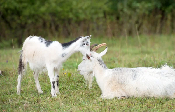 Little kid whispers in the ear of his mother — Stock Photo, Image