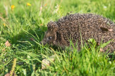Genç kirpi doğal yaşam alanında.