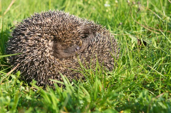 Hedgehog on back curled in the grass — Stock Photo, Image