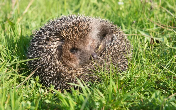 Hedgehog on back curled in the grass — Stock Photo, Image