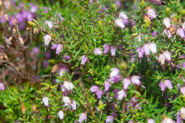 Güzel çiçekler Myretoun Ruby. Erica carnea, makro fotoğraf
