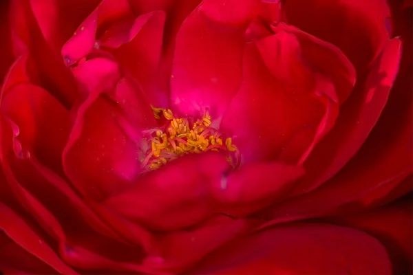 Um tiro macro close-up de uma rosa vermelha — Fotografia de Stock