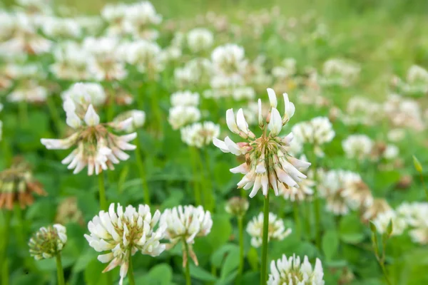 Beyaz yonca (Trifolium tövbe eder)