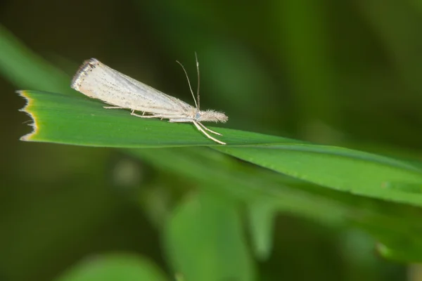 Small white butterfly sits on a blade of grass — Stock Photo, Image