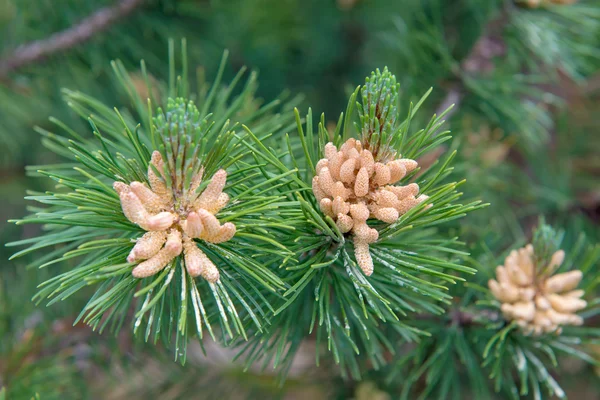 Pine, Pinus sylvestris, male inflorescence — Stock Photo, Image