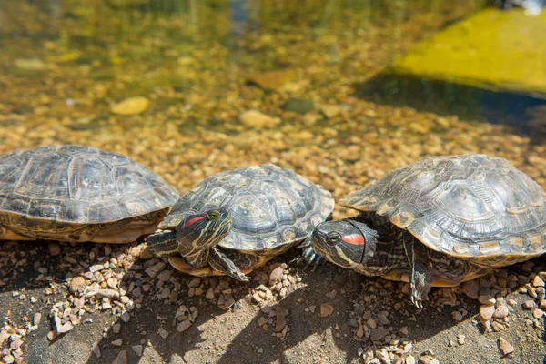 Groep Roodoorschuifregelaar rust op de oever. Schildpad gevoerd — Stockfoto