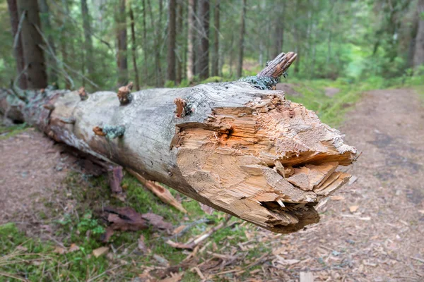 Log é um animal terrível bloqueado a estrada — Fotografia de Stock