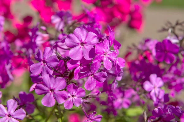 Phlox paniculata (Garden phlox) in bloom — Stock Photo, Image