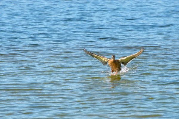 Atterraggio anatra selvatica sull'acqua — Foto Stock