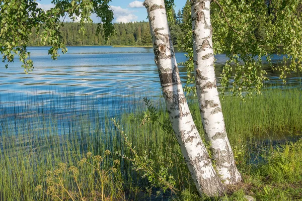 Birch on the bank of forest lake Stock Image