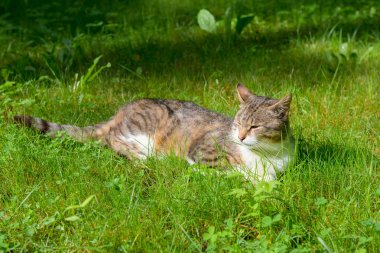 Çim üzerinde yalan dinlenme kedi
