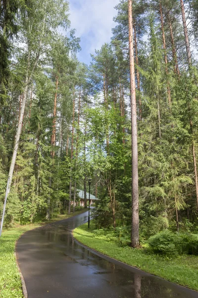 La strada attraverso la foresta dopo la pioggia — Foto Stock