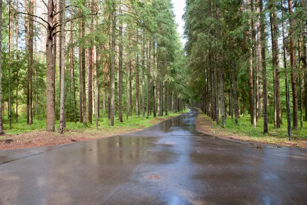 La strada attraverso la foresta dopo la pioggia — Foto Stock