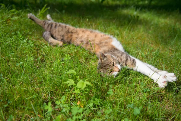 Γάτα που αναπαύεται ξαπλωμένο στο γρασίδι — Φωτογραφία Αρχείου