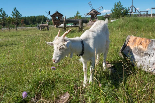 Коза нюхает красивый цветок — стоковое фото