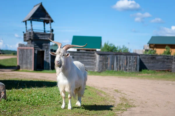 Красивая коза с большими рогами на деревенской улице — стоковое фото